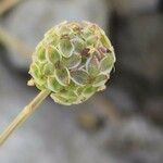 Sanguisorba verrucosa Vaisius