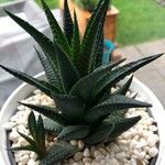 Haworthia limifoliaLeaf