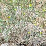 Euphorbia osyridea Habit