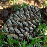 Pinus aristata Плод