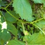 Rubus foliosus Hoja