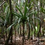 Pandanus iceryi Habit