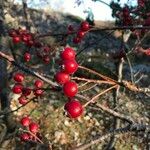 Sorbus intermedia Плод