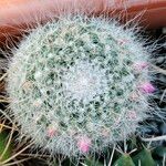 Mammillaria hahniana Frunză