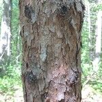 Pinus echinata Corteza