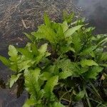 Rumex hydrolapathum Leaf