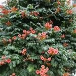 Campsis radicans 整株植物