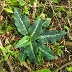 Goodyera oblongifolia Lehti