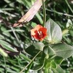 Anagallis arvensis 花