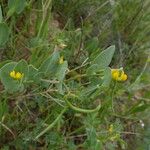 Coronilla scorpioides List