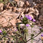 Galeopsis angustifolia Blad