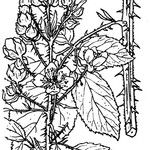 Rubus egregius Övriga