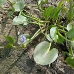 Pontederia rotundifolia Агульны выгляд