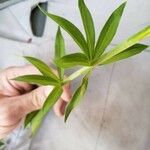 Lilium columbianum Φύλλο