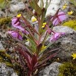 Epilobium conspersum Агульны выгляд