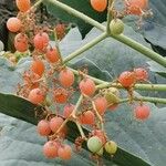 Cyphostemma juttae Fruto