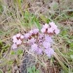 Chromolaena hirsuta Flor