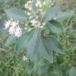 Vernonia amygdalina Kvet