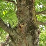 Acer heldreichii 樹皮