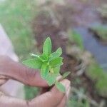 Limnophila aromaticaFulla