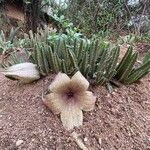 Stapelia grandiflora Habit