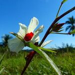 Hibiscus sabdariffa 花