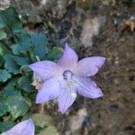 Campanula fragilis फूल
