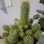 Mammillaria elongata Кара