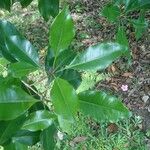 Syzygium aromaticum Leaf