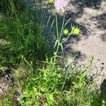 Knautia integrifolia Libunga