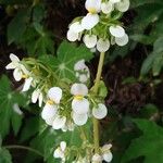 Begonia heracleifolia Кветка