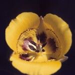 Calochortus clavatus Flower