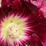 Alcea rosea Fiore