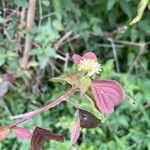 Cornus sanguineaFlower