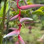 Heliconia chartacea Floro