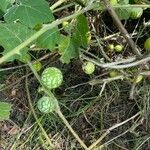 Solanum viarum Fruit