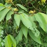 Apeiba membranacea Blad