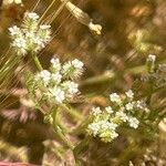 Torilis leptophylla Flor