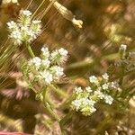 Torilis leptophylla Flors