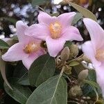 Lagunaria patersoniaBlüte