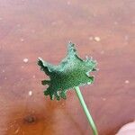 Dorstenia contrajerva पत्ता