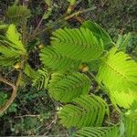 Chamaecrista nictitans Yaprak