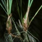 Bulbophyllum calyptratum Kora