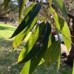 Eucalyptus botryoides Лист
