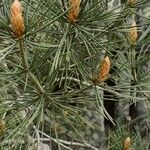 Pinus bungeana Feuille