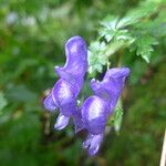 Aconitum variegatum Flower