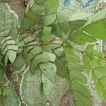 Albizia adianthifolia Delienn