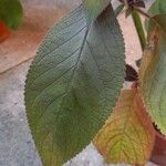 Kohleria hirsuta Leaf