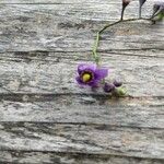 Solanum dulcamara Квітка