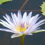 Nymphaea elegans Floare